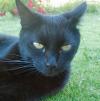 <img100*0:http://elftown.heddate.com/stuff/Black_cat_face.jpg>