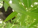 <img0*100:stuff/Black_cat_hiding_in_leaves.jpg>