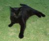 <img100*0:http://elftown.heddate.com/stuff/Black_cat_relaxing.jpg>