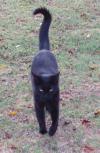 <img100*0:http://elftown.heddate.com/stuff/Black_cat_walking.jpg>