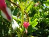 <img100*0:stuff/Bleeding_Heart.jpg>