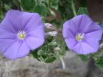 <img150*0:stuff/BlueFlower.jpg>