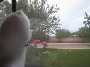 <img300*0:stuff/Bob%20and%20Thunder.jpg>