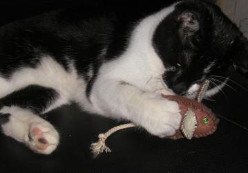 <img0*250:stuff/Bond%20%26%20mouse%202.jpg>