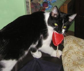 <img0*250:stuff/Bond%20%26%20mouse%203.jpg>