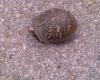 <img100*0:stuff/Box_Turtle.jpg>