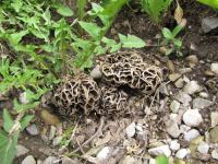 <img200*0:stuff/Brain_Fungus.jpg>