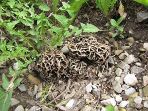 <img300*0:stuff/Brain_Fungus.jpg>