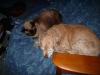 <img100*0:stuff/Brillo_and_Mitzie.jpg>
