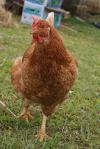 <img100*0:stuff/Brown%20Chicken.jpg>