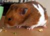 <img100*0:stuff/Brown-White_hamster.jpg>