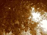 <img150*0:stuff/BrownTreeTop.jpg>