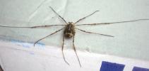 <img0*100:stuff/Brown_Spider.jpg>