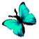 <img:stuff/BttrflyAquaLft.png>