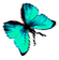 <img:stuff/BttrflyAquaRtDwn.png>