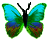 <img:stuff/BttrflyAquaVar.png>