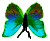<img:stuff/BttrflyAquaVarDwn.png>