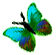 <img:stuff/BttrflyAquaVarLft.png>
