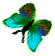 <img:stuff/BttrflyAquaVarLftDwn.png>