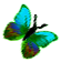 <img:stuff/BttrflyAquaVarRt.png>
