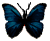 <img:stuff/BttrflyBlkBlue.png>