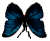 <img:stuff/BttrflyBlkBlueDwn.png>