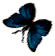 <img:stuff/BttrflyBlkBlueLftDwn.png>