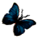 <img:stuff/BttrflyBlkBlueRt.png>
