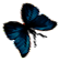 <img:stuff/BttrflyBlkBlueRtDwn.png>