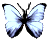 <img:stuff/BttrflyBlkWh.png>