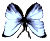 <img:stuff/BttrflyBlkWhDwn.png>