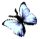 <img:stuff/BttrflyBlkWhLft.png>