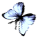 <img:stuff/BttrflyBlkWhLftDwn.png>