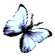 <img:stuff/BttrflyBlkWhRt.png>