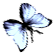 <img:stuff/BttrflyBlkWhRtDwn.png>