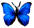 <img:stuff/BttrflyBlue.png>