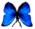 <img:stuff/BttrflyBlueDwn.png>