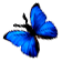 <img:stuff/BttrflyBlueLft.png>