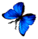 <img:stuff/BttrflyBlueLftDwn.png>