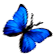 <img:stuff/BttrflyBlueRt.png>