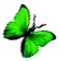<img:stuff/BttrflyGrnRt.png>