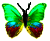 <img:stuff/BttrflyGrnVar.png>