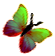 <img:stuff/BttrflyGrnVar2Rt.png>