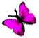 <img:stuff/BttrflyPinkLft.png>