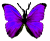 <img:stuff/BttrflyPurp.png>