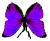 <img:stuff/BttrflyPurpDwn.png>