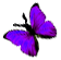 <img:stuff/BttrflyPurpLft.png>