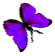 <img:stuff/BttrflyPurpRtDwn.png>