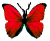 <img:stuff/BttrflyRed.png>