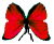 <img:stuff/BttrflyRedDwn.png>